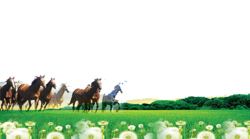 高清透明PNG草原骏马动植物设计素材图片下载 高清透明PNG草原骏马动植物设计素材图片下载