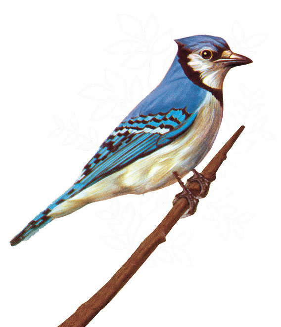 高清手绘PNG透明底动植物设计素材，免费下载动物元素图片