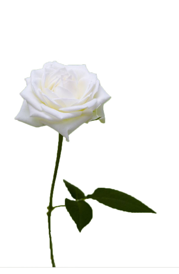 高清透明PNG山茶花绽放图，动植物设计素材免费下载