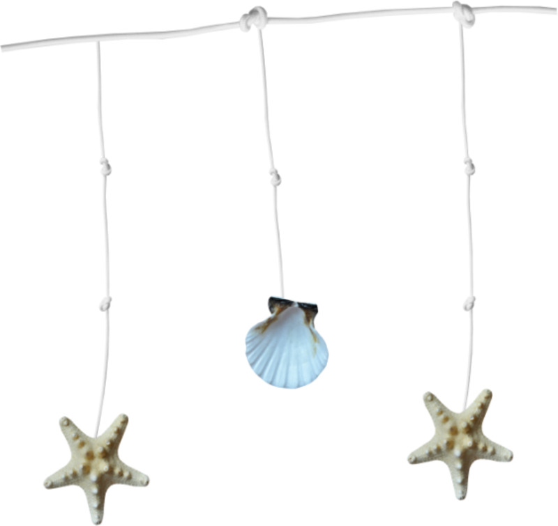 海星高清PNG透明图片-动植物动物设计素材免费下载