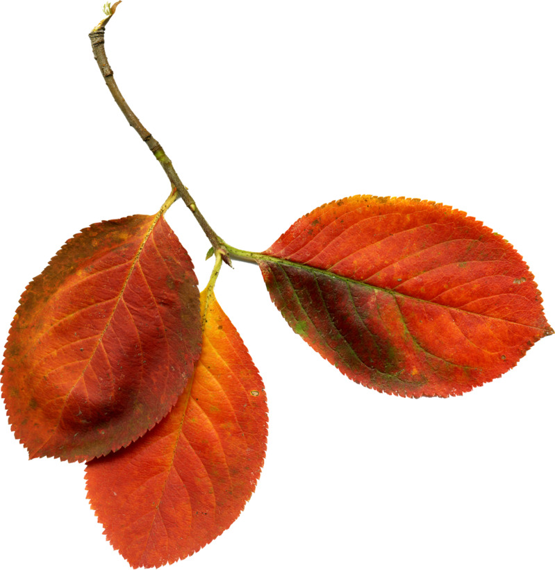 红色树叶高清透明PNG漂浮元素设计素材叶子图片免费下载