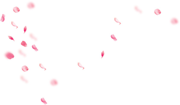 高清透明漂浮花瓣PNG素材，简约白底设计素材免费下载