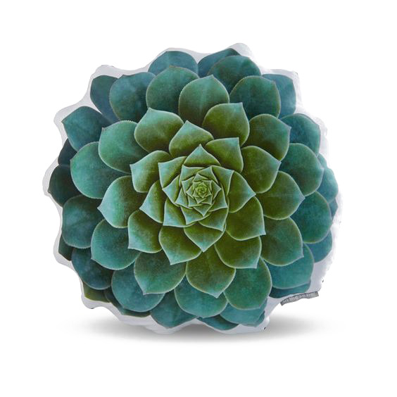 高清透明PNG创意多肉植物图片，动植物设计素材免费下载