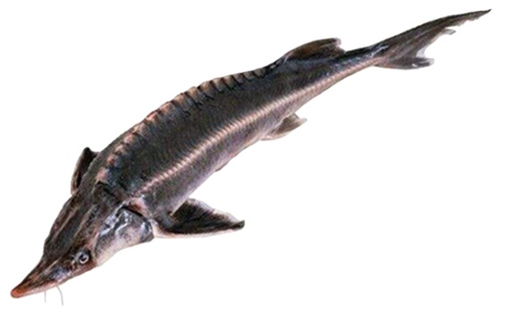 高清透明PNG中华鲟淡水鱼水产动植物设计素材图片下载
