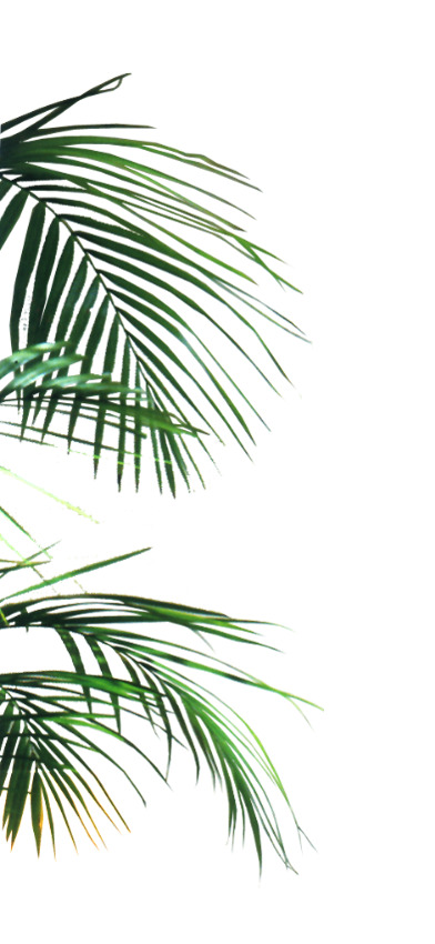 绿色植物免抠PNG透明图与PSD设计素材免费下载