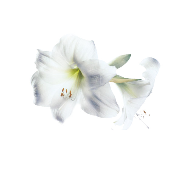 清新百合花壁纸高清PNG透明植物装饰元素设计素材免费下载