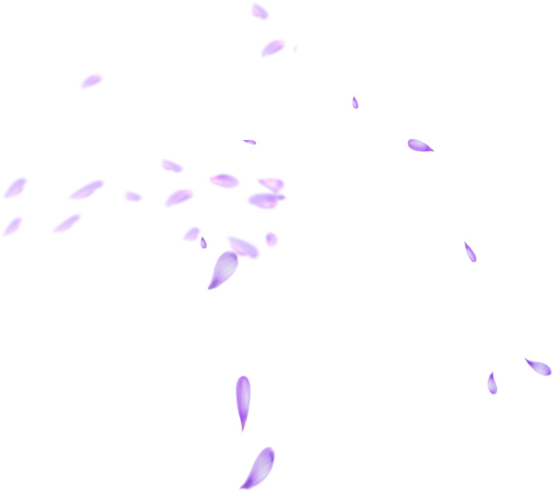 飞舞紫色花瓣高清PNG透明植物装饰素材免费下载
