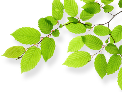 绿叶春天薄荷叶装饰高清PNG透明植物设计素材免费下载