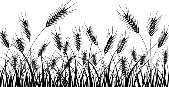 小麦矢量高清PNG透明装饰植物设计素材免费下载