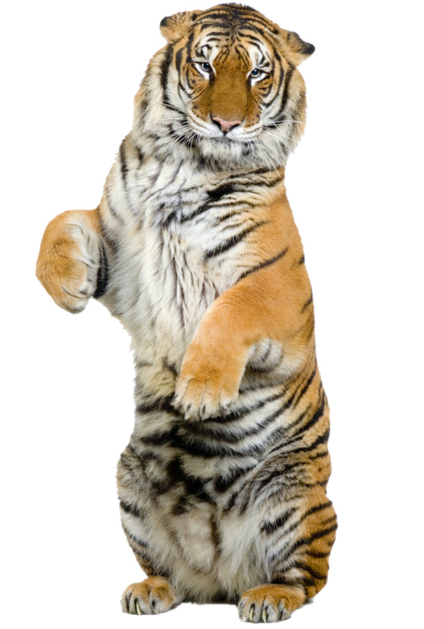 老虎高清PNG透明装饰元素动物设计素材免费下载