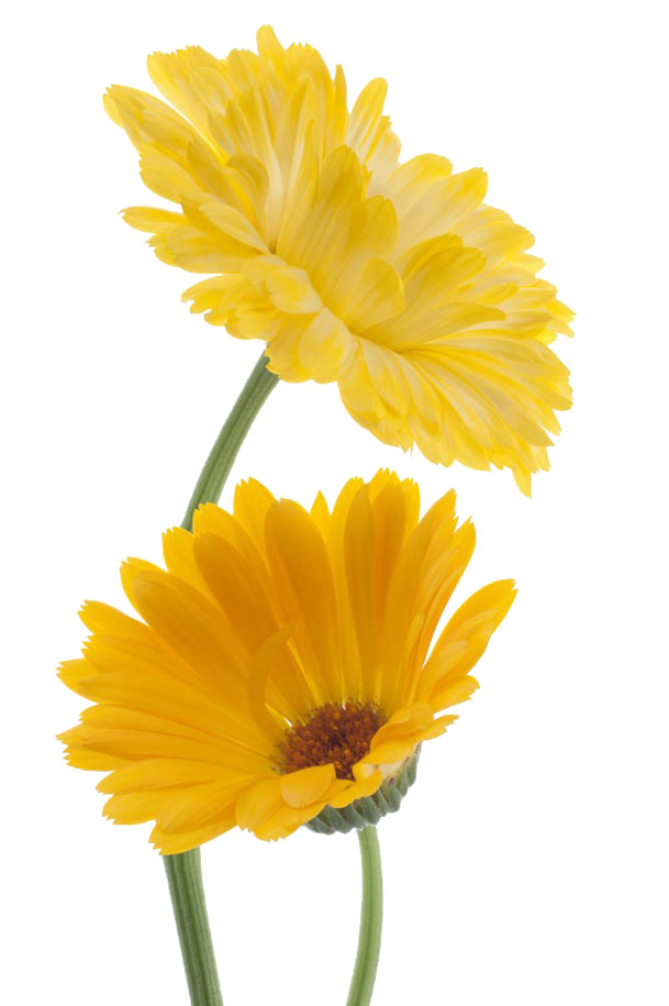金盏菊高清PNG透明图片-植物装饰元素设计素材免费下载