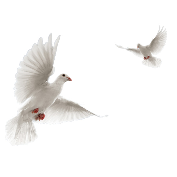 放飞鸽子高清PNG透明飞翔鸽子装饰元素设计素材免费下载