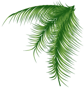 绿色植物细长叶子高清PNG透明装饰素材免费下载