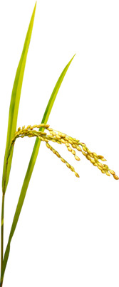 手绘水彩秋天稻谷高清PNG透明装饰植物设计素材免费下载