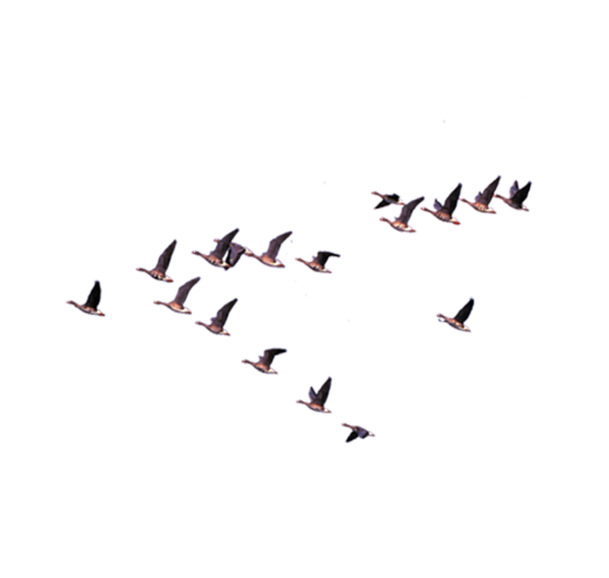 排成人字形鸽子高清PNG透明装饰素材免费下载