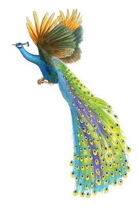 漂亮孔雀高清PNG透明装饰元素动物设计素材免费下载