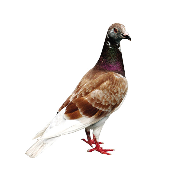 棕色鸽子高清PNG透明装饰元素动物设计素材免费下载