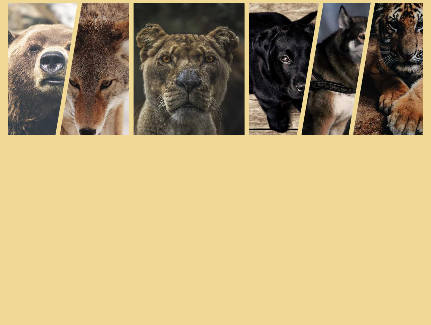 画廊图片css3图片悬停效果高清必备