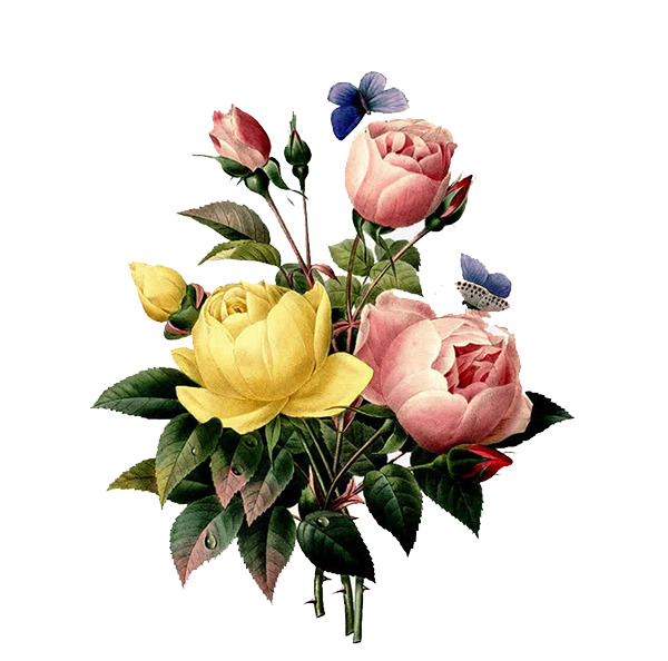 手绘玫瑰花油画高清PNG透明动植物植物设计素材免费下载