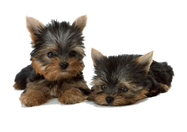 宠物约克夏高清PNG透明动植物动物设计素材免费下载