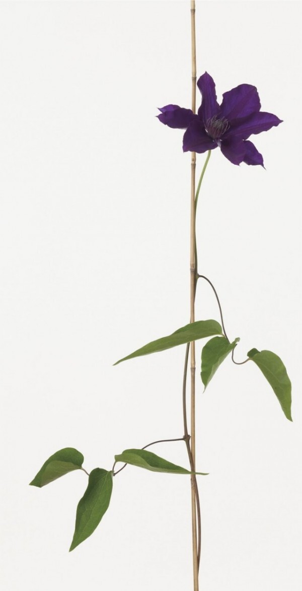 紫色花卉高清PNG透明背景H5设计素材免费下载