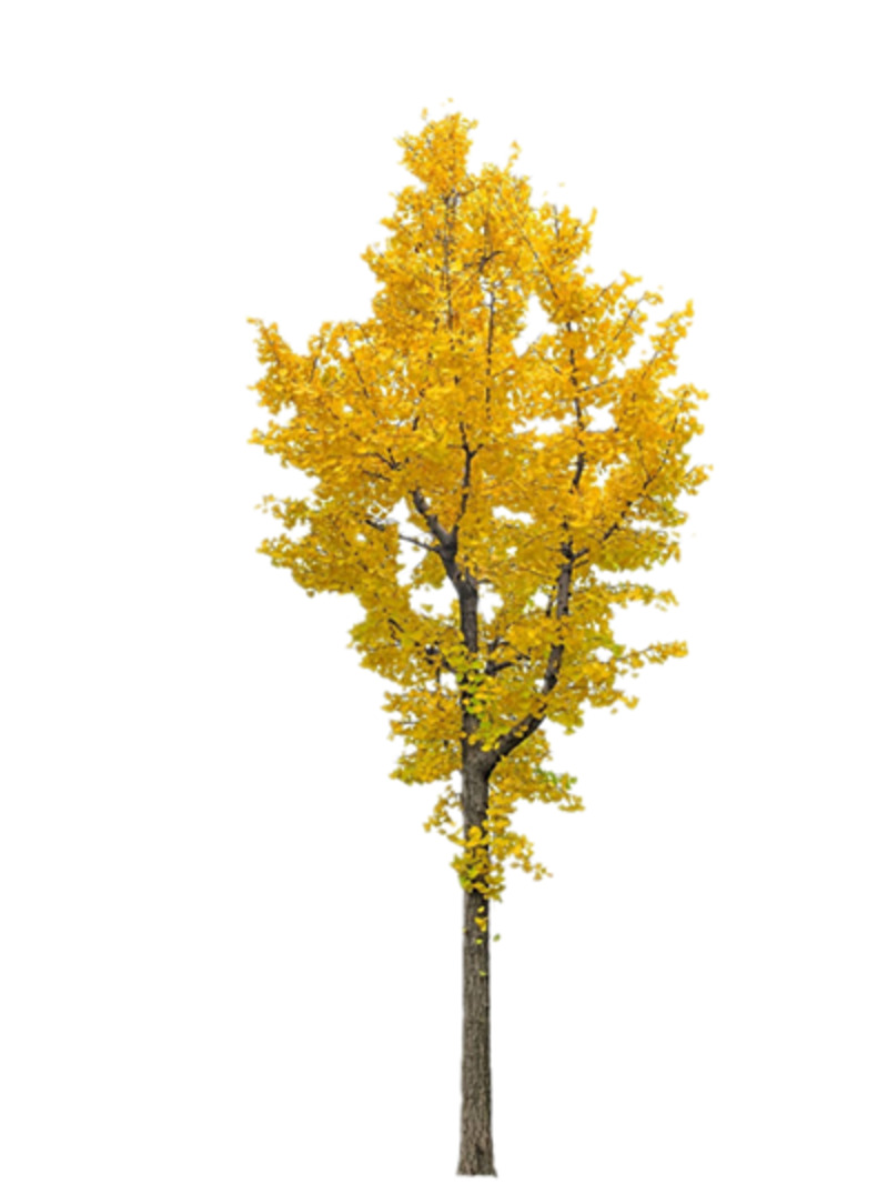漂亮银杏树高清PNG透明动植物植物设计素材免费下载