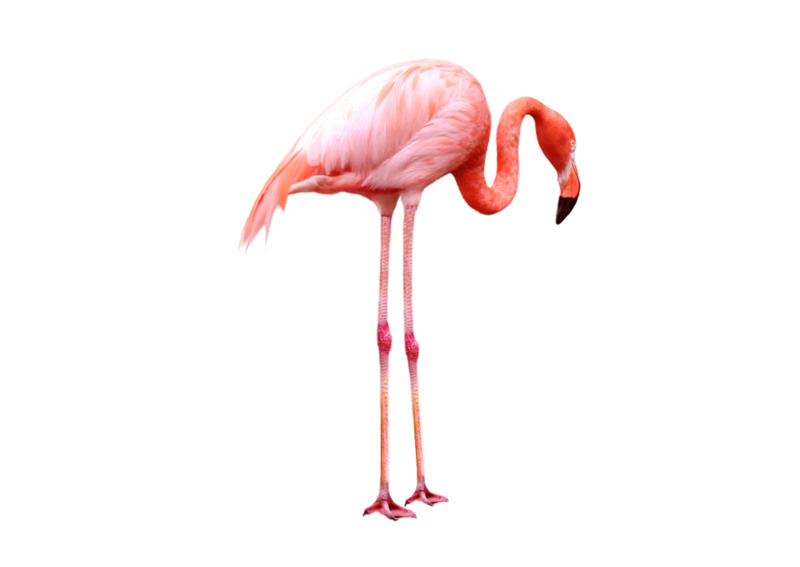 火烈鸟高清PNG透明图片-动植物动物设计素材免费下载