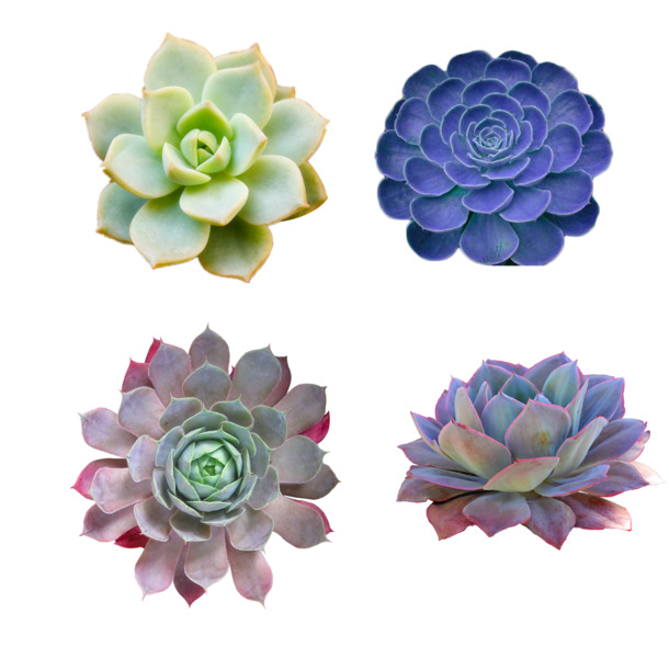四棵多肉植物高清PNG透明图片-免费动植物设计素材下载