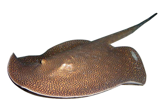 豹子魟鱼高清PNG透明动植物动物设计素材免费下载