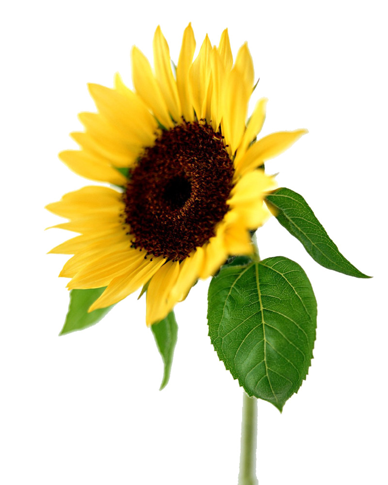 向日葵高清PNG透明动植物植物设计素材免费下载