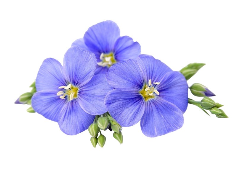 真实胡麻花高清PNG透明动植物元素设计素材免费下载