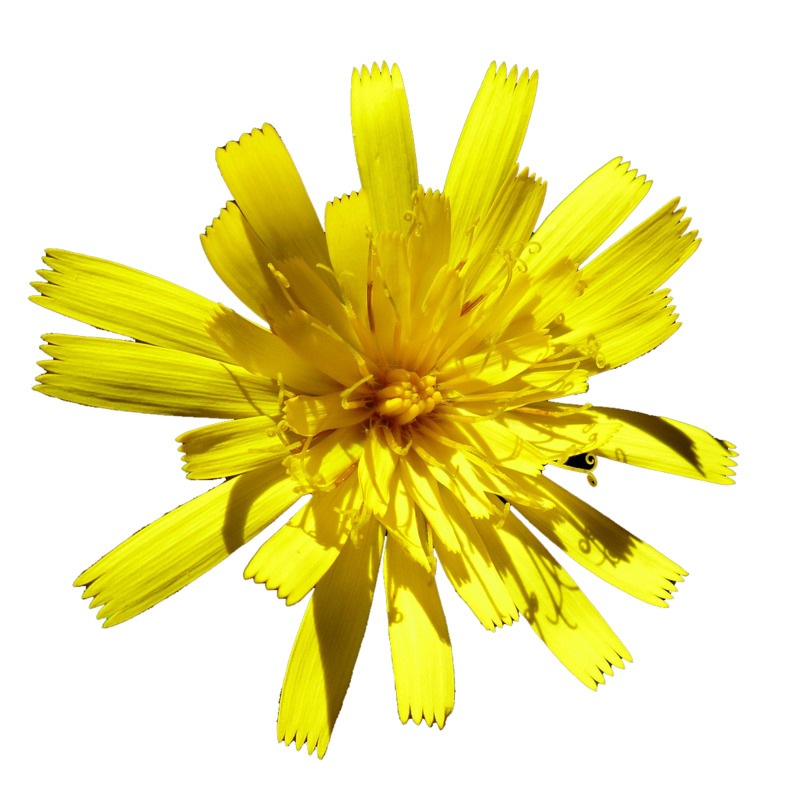 黄色小菊花高清PNG透明漂浮花瓣设计素材免费下载