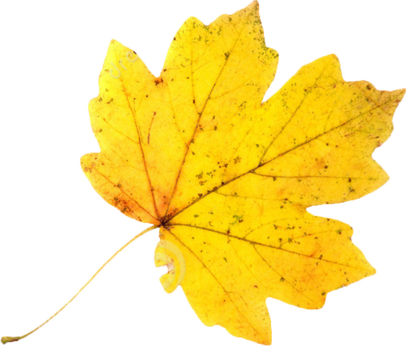 枫叶高清PNG透明漂浮叶子设计素材免费下载