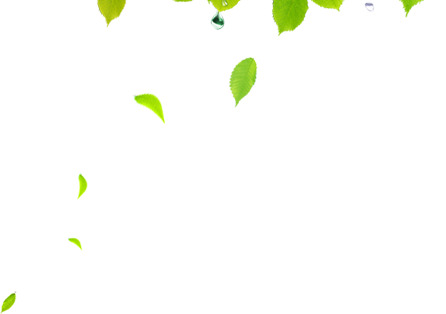 春天树叶漂浮高清PNG透明设计素材免费下载