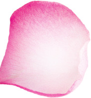 高清精美漂浮花瓣PNG透明设计素材免费下载