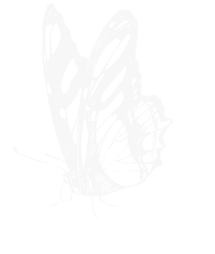 白色蝴蝶造型高清PNG透明装饰元素动物设计素材免费下载