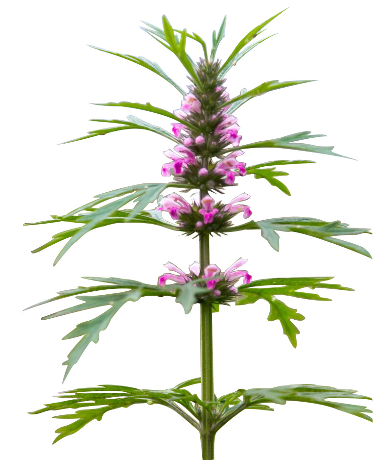 高清益母草花卉植物PNG透明图片-免费装饰元素设计素材下载