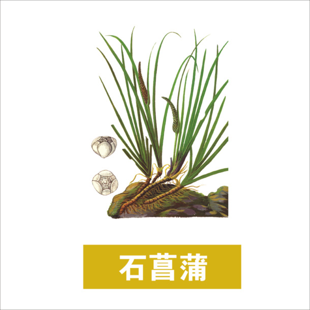 草药高清PNG透明植物装饰元素设计素材免费下载