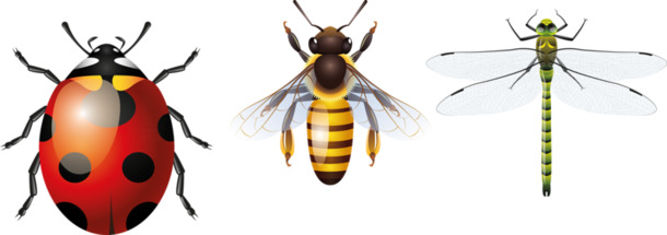 七星瓢虫蜜蜂蜻蜓高清PNG透明动物装饰素材免费下载