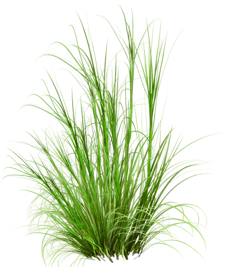 绿草高清PNG透明图片-植物装饰元素设计素材免费下载