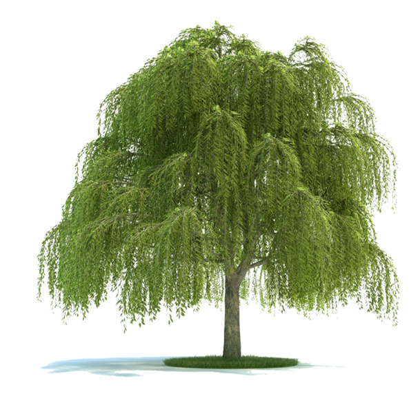 柳树免抠图高清PNG透明植物装饰设计素材免费下载