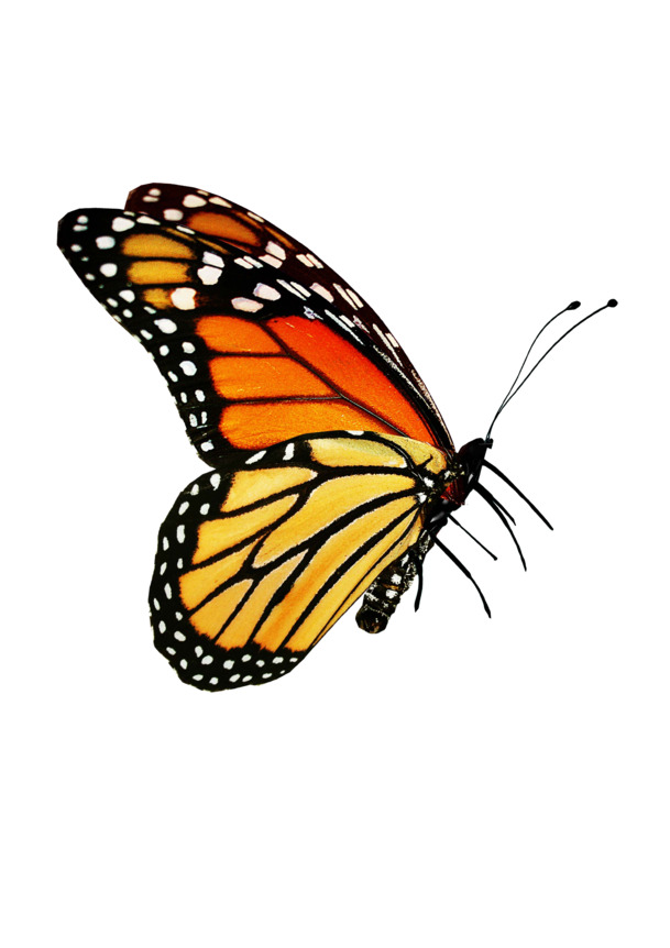 向右飞的蝴蝶高清PNG透明动物装饰设计素材免费下载