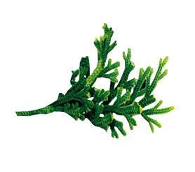 绿色卡通复活草植物高清PNG透明装饰素材免费下载