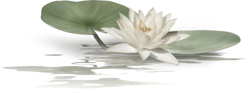 手绘荷花荷叶池塘高清PNG透明装饰元素植物设计素材免费下载