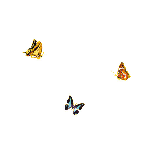 高清蝴蝶PNG透明图与PSD动物装饰素材 免费下载折页海报设计必备