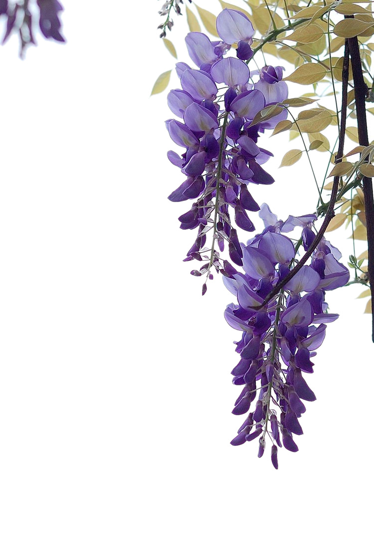 紫藤花高清PNG透明装饰元素植物设计素材免费下载