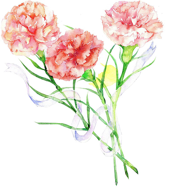 康乃馨手绘粉色高清PNG透明装饰元素植物设计素材免费下载