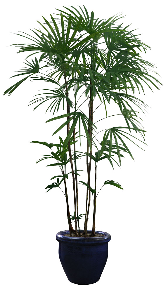 绿色植物高清PNG透明图片-装饰元素设计素材免费下载