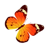 手绘高清黄色蝴蝶PNG透明装饰元素动物设计素材免费下载