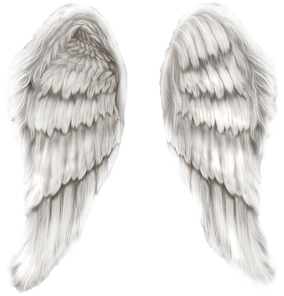 白色翅膀高清PNG透明装饰元素动物设计素材免费下载